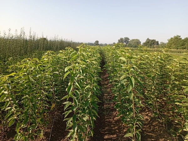 Rasadnik Proleće 2023