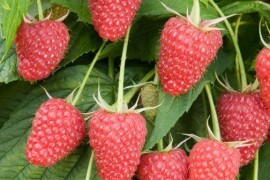 Malina - sorta Polka sadnice golog korena