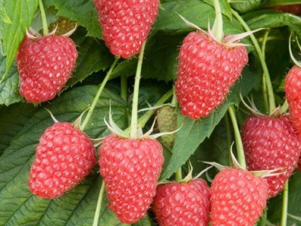 Malina - sorta Polka sadnice golog korena