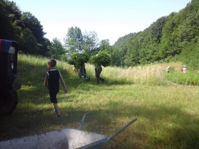 Matičnjak (Melissa Officinalis)