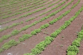 Matičnjak (Melissa Officinalis)