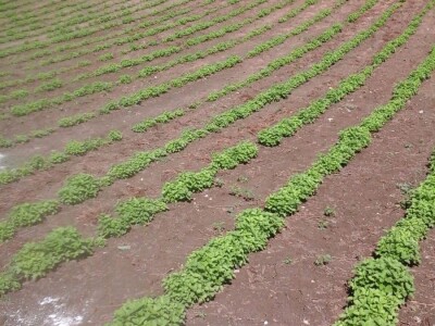 Matičnjak (Melissa Officinalis)