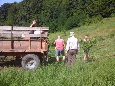 Matičnjak (Melissa Officinalis)