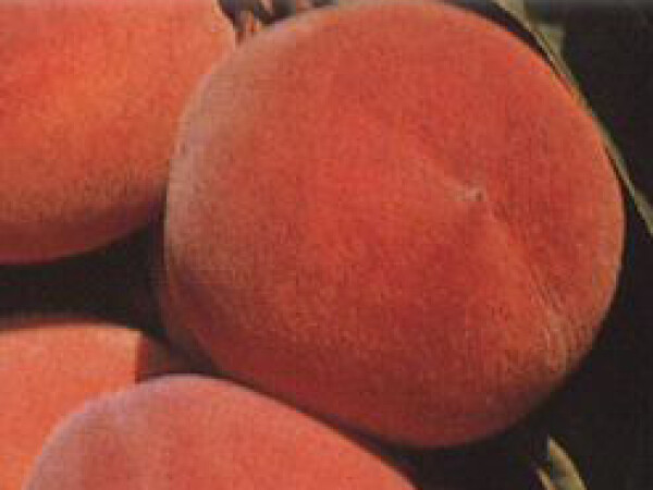 Breskva – Redhaven - sadnice