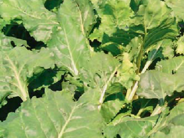 NOVO! Millerplex® – organsko mineralno gnojivo