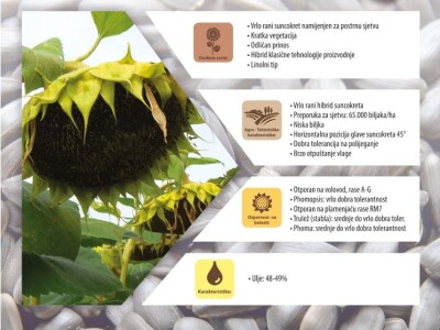 RGT Nicolleta - Sorta postrnog suncokreta u našoj ponudi