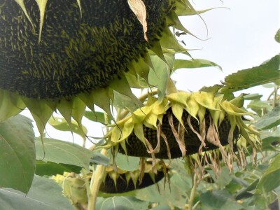 RGT Nicolleta - Sorta postrnog suncokreta u našoj ponudi