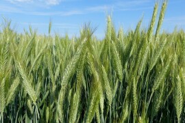 RIVOLT – RWA ozimi tritikale