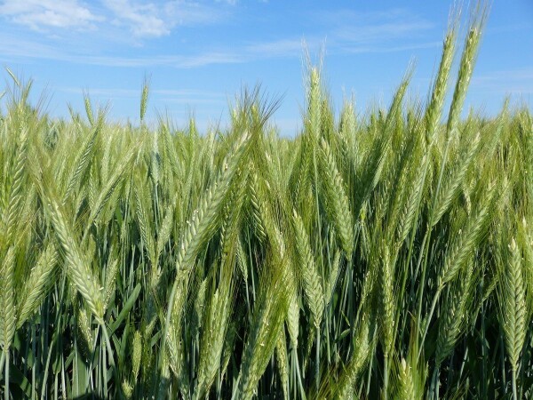 RIVOLT – RWA ozimi tritikale