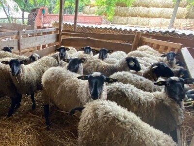 Romanovske siljegice,ovnici i ovce