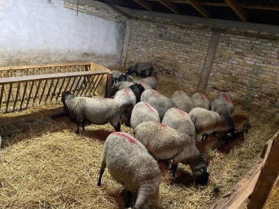 Romanovske siljegice,ovnici i ovce