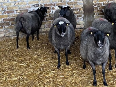 Romanovske siljegice,ovnici i ovce