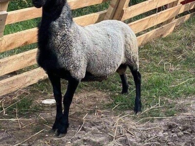 Romanovske siljegice,ovnici i ovce