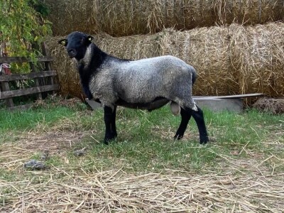 Romanovske siljegice,ovnici i ovce