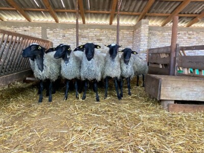 Romanovske siljegice,ovnici i ovce