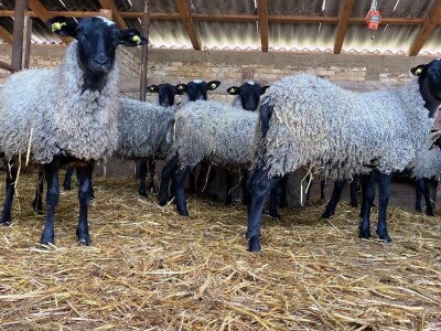 Romanovske siljegice,ovnici i ovce