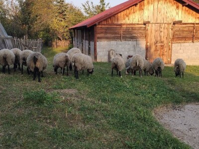 Romanovske sjagnjene ovce - plaćanje posle devet meseci