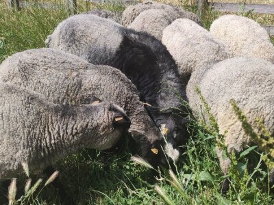 Romanovske sjagnjene ovce - plaćanje posle devet meseci