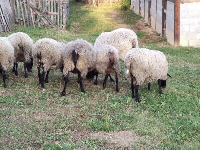 Romanovske sjagnjene ovce - plaćanje posle devet meseci