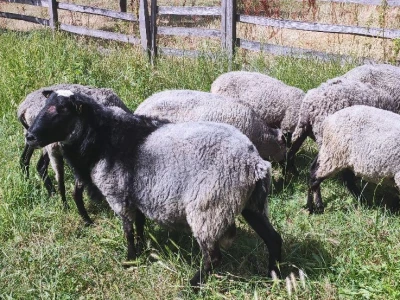 Romanovske sjagnjene ovce - plaćanje posle devet meseci