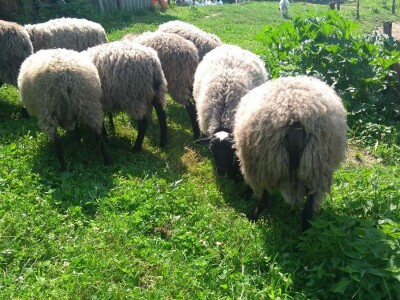 Romanovski ovnovi za rasplod