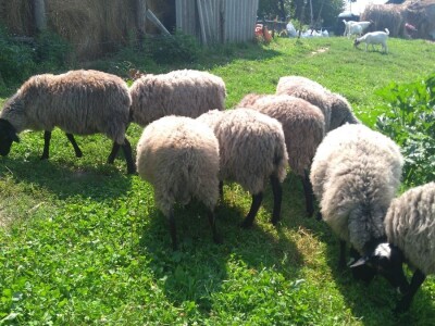 Romanovski ovnovi za rasplod