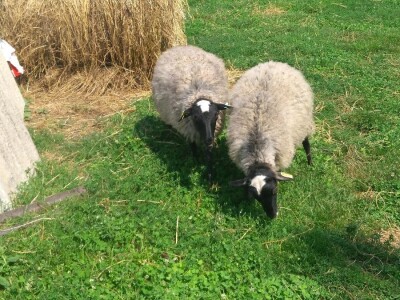 Romanovski ovnovi za rasplod