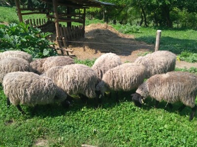 Romanovski ovnovi za rasplod