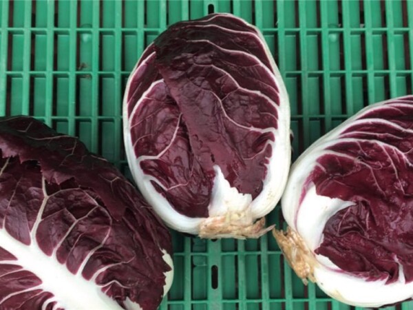 Rosa di Verona Precoce - Toga - sjeme radiča