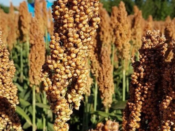 ROSARIO - RWA SIRAK ZA ZRNO - NOVO !