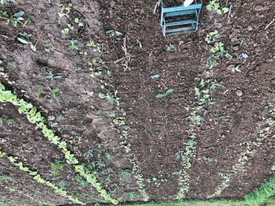 Ručna freza RF-200fix