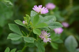 RWA postrna leguminozna smjesa