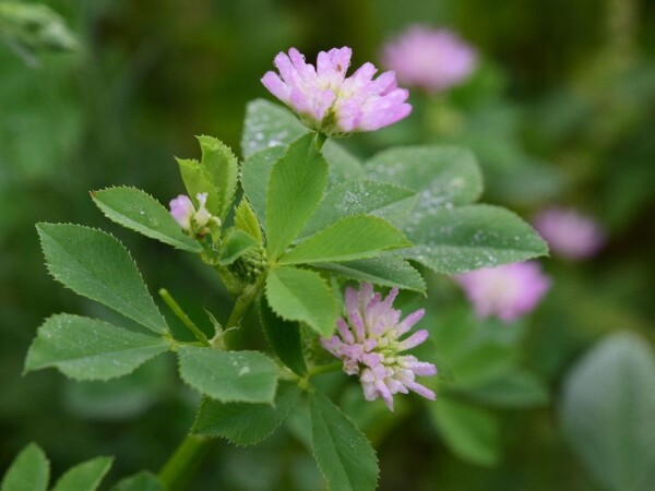 RWA postrna leguminozna smjesa