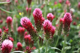 RWA zimska leguminozna smjesa