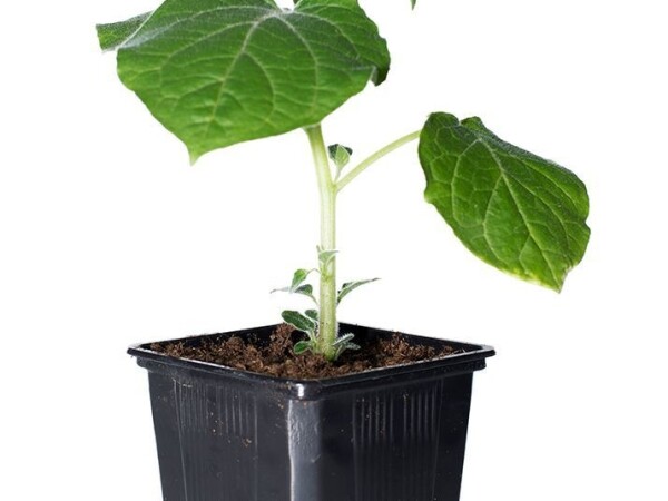 Sadnica Golden berry