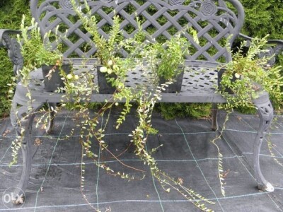 Sadnice - američka i mongolska borovnica, haskap, ribiz, kupina, malina, aronija, brusnica - Poljska