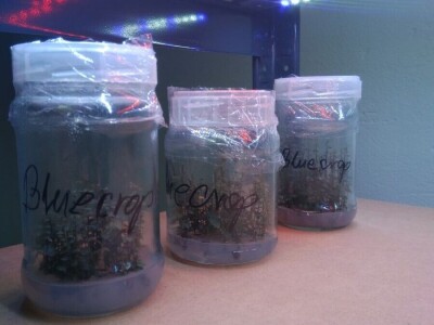 Sadnice - američka i mongolska borovnica, haskap, ribiz, kupina, malina, aronija, brusnica - Poljska