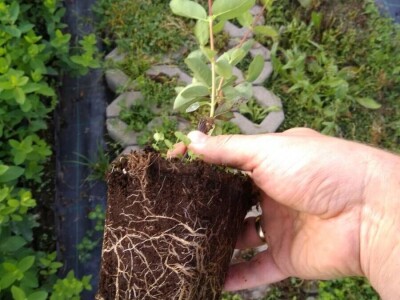 Sadnice - američka i mongolska borovnica, haskap, ribiz, kupina, malina, aronija, brusnica - Poljska