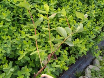 Sadnice - američka i mongolska borovnica, haskap, ribiz, kupina, malina, aronija, brusnica - Poljska