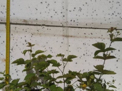 Sadnice - američka i mongolska borovnica, haskap, ribiz, kupina, malina, aronija, brusnica - Poljska