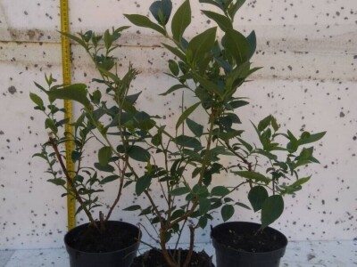 Sadnice - američka i mongolska borovnica, haskap, ribiz, kupina, malina, aronija, brusnica - Poljska