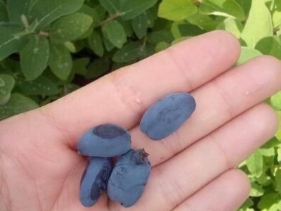 Sadnice - američka i mongolska borovnica, haskap, ribiz, kupina, malina, aronija, brusnica - Poljska