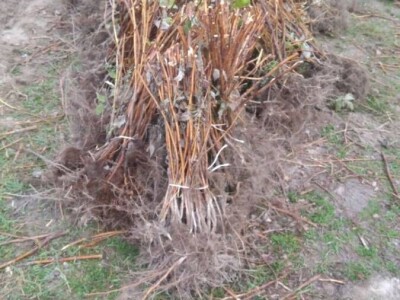 Sadnice - američka i mongolska borovnica, haskap, ribiz, kupina, malina, aronija, brusnica - Poljska