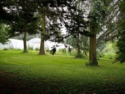 Sadnice - američka i mongolska borovnica, haskap, ribiz, kupina, malina, aronija, brusnica - Poljska