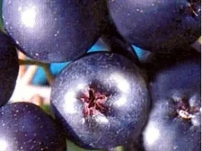 Rezervacije u toku za sadnju voćnih sadnica