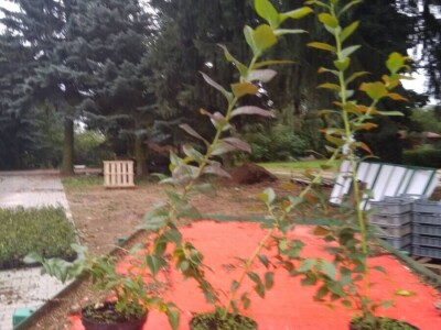 Sadnice borovnice - Poljska