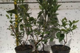 Sadnice borovnice - Poljska