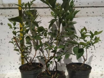 Sadnice borovnice - Poljska