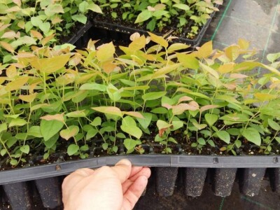 Sadnice borovnice - Poljska