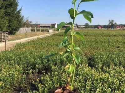 Sadnice borovnice - Poljska